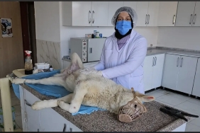 Ağrı’da Sokak Hayvanlarına Kapsamlı Kısırlaştırma