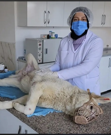 Ağrı’da sokak hayvanlarına kapsamlı kısırlaştırma