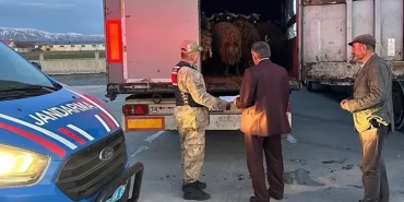 Ağrı'dan Çalınan 300 koyun bitlis'te bulundu