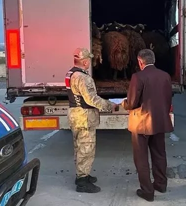 Ağrı'dan Çalınan 300 koyun bitlis'te bulundu