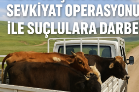 Ağrı Kaçak Hayvan Sevkiyat Operasyonu ile Suçlulara Darbe