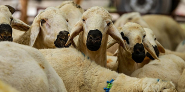 2025 vekâletle kurban organizasyonu tanıtıldı