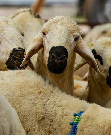 2025 vekâletle kurban organizasyonu tanıtıldı