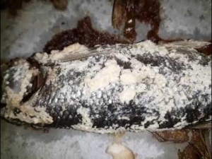 Erciş Balığı: Doğubayazıt'ta Taze Lezzet