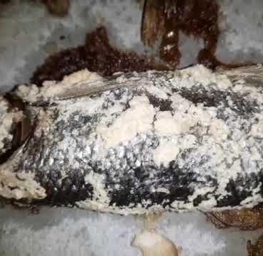 Erciş balığı: doğubayazıt'ta taze lezzet