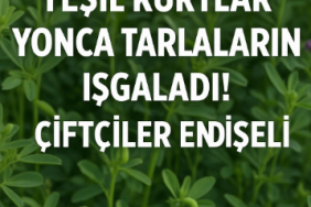 Yeşil Kurtlar Yonca Tarlalarını Iskaladı! Çiftçiler Endişeli