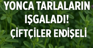 Yeşil kurtlar yonca tarlalarını iskaladı! Çiftçiler endişeli - diyadin haber Yeşil kurtlar yonca tarlalarını iskaladı! Çiftçiler endişeli
