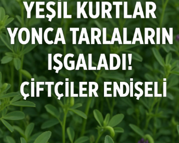 Yeşil Kurtlar Yonca Tarlalarını Iskaladı! Çiftçiler Endişeli