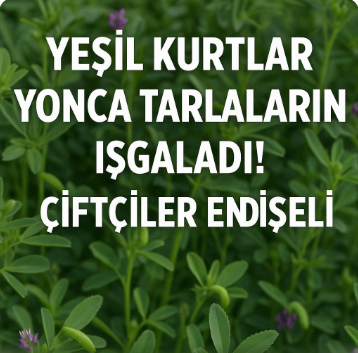 Yeşil Kurtlar Yonca Tarlalarını Iskaladı! Çiftçiler Endişeli