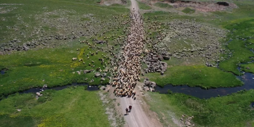 Göçer aileler el ele, 4 bin kuzu kırkıldı!