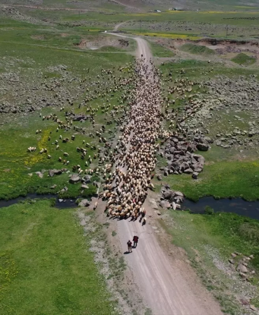 Göçer aileler el ele, 4 bin kuzu kırkıldı!