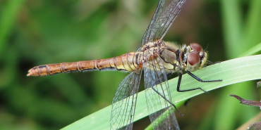 Yusufçuk: diyadin'de doğanın güzelliği ve sakin anlar