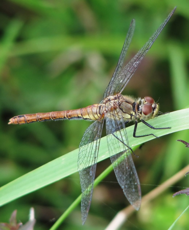 Yusufçuk: diyadin'de doğanın güzelliği ve sakin anlar