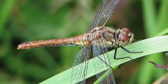 Yusufçuk: Diyadin'de Doğanın Güzelliği ve Sakin Anlar