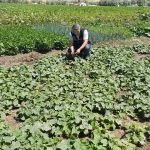Ağrıda bitki sağlığı kontrolü devam ediyor - diyadin haber Ağrıda bitki sağlığı kontrolü devam ediyor