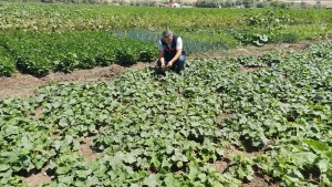 Ağrıda Bitki Sağlığı Kontrolü Devam Ediyor