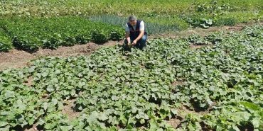Ağrıda bitki sağlığı kontrolü devam ediyor