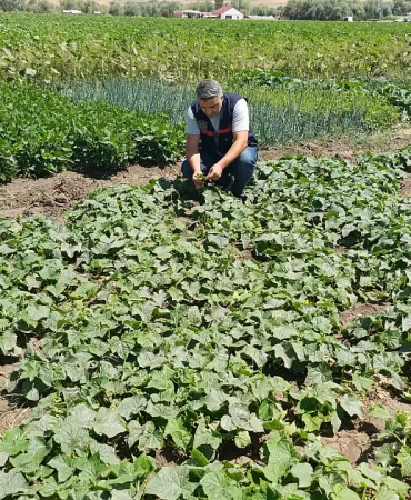 Ağrıda bitki sağlığı kontrolü devam ediyor