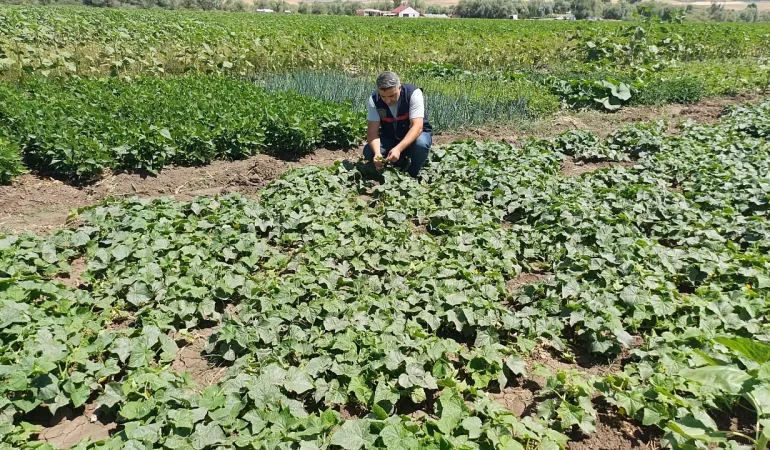 Ağrıda bitki sağlığı kontrolü devam ediyor