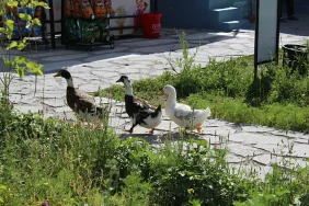 Ağrıda Yaz Sıcağından Kaçış Alanları Doğal Güzellikler