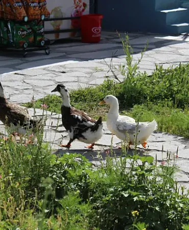 Ağrıda yaz sıcağından kaçış alanları doğal güzellikler