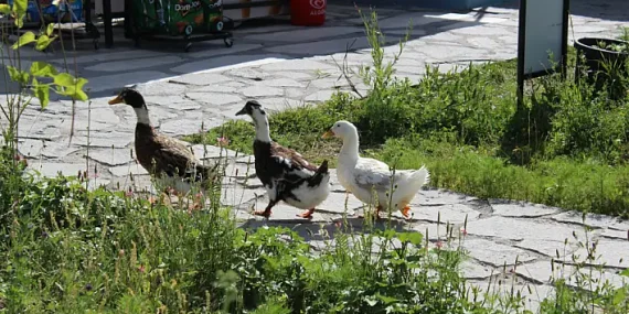 Ağrıda Yaz Sıcağından Kaçış Alanları Doğal Güzellikler