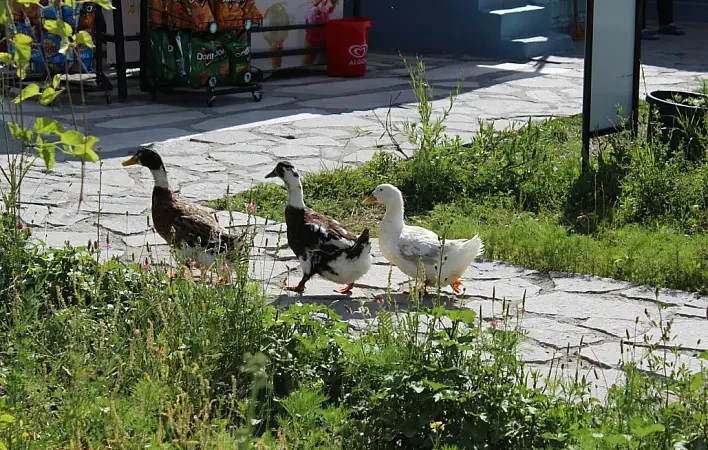 Ağrıda yaz sıcağından kaçış alanları doğal güzellikler