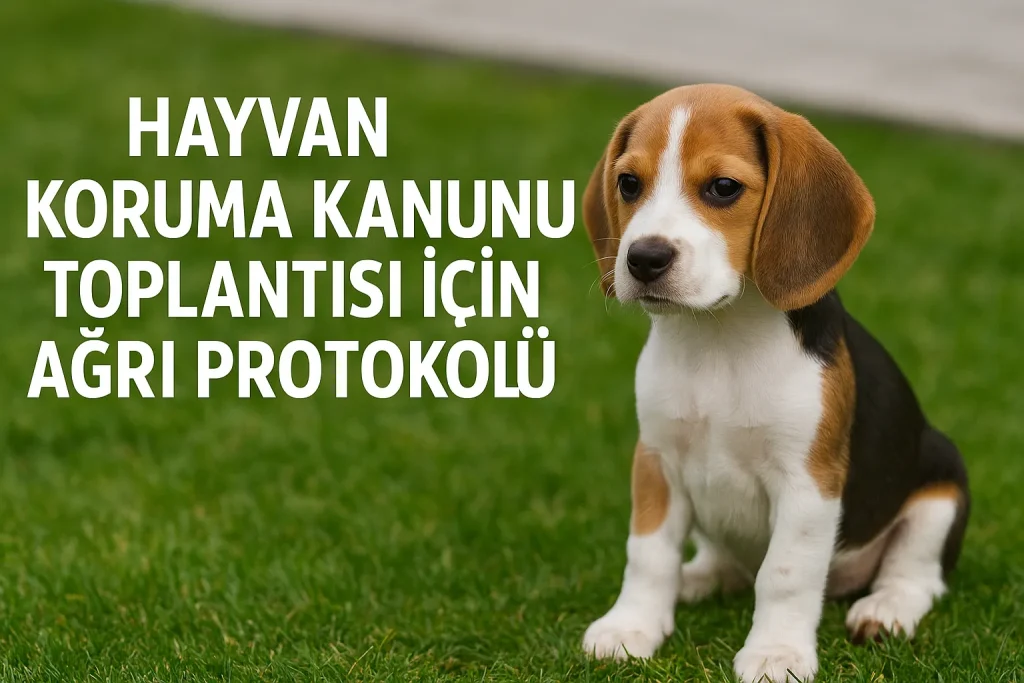 Hayvan Koruma Kanunu Toplantısı İçin Ağrı Protokolü