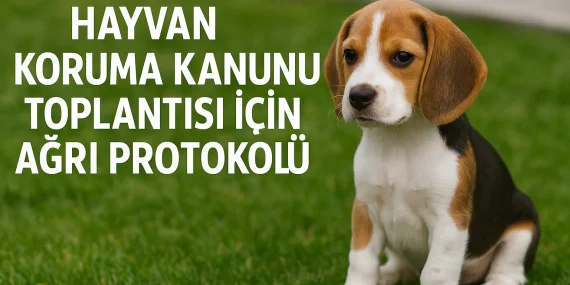 Hayvan Koruma Kanunu Toplantısı İçin Ağrı Protokolü