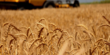Patnos buğday hasadı: aşırı sıcaklıkların etkisi