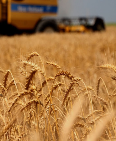 Patnos buğday hasadı: aşırı sıcaklıkların etkisi