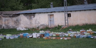 Ağrı arıcılığı geven balı ve doğal zenginlikler