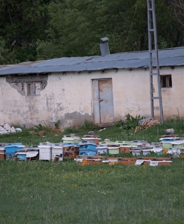 Ağrı arıcılığı geven balı ve doğal zenginlikler