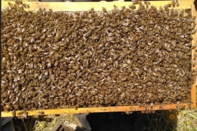 Ağrı Arıcılık Kursu Bal Üretiminde Eğitim Fırsatı