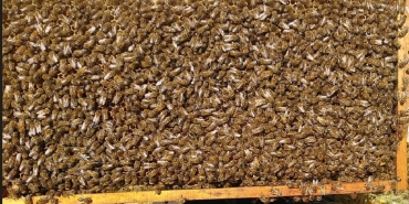 Ağrı arıcılık kursu bal Üretiminde eğitim fırsatı