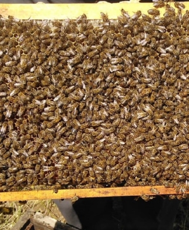 Ağrı arıcılık kursu bal Üretiminde eğitim fırsatı