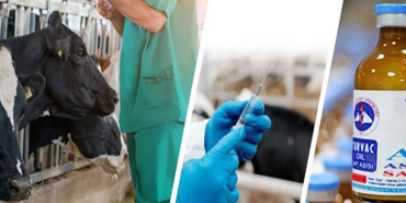 Şap hastalığı aşısı ile hayvanları korumak İçin Çalışmalar