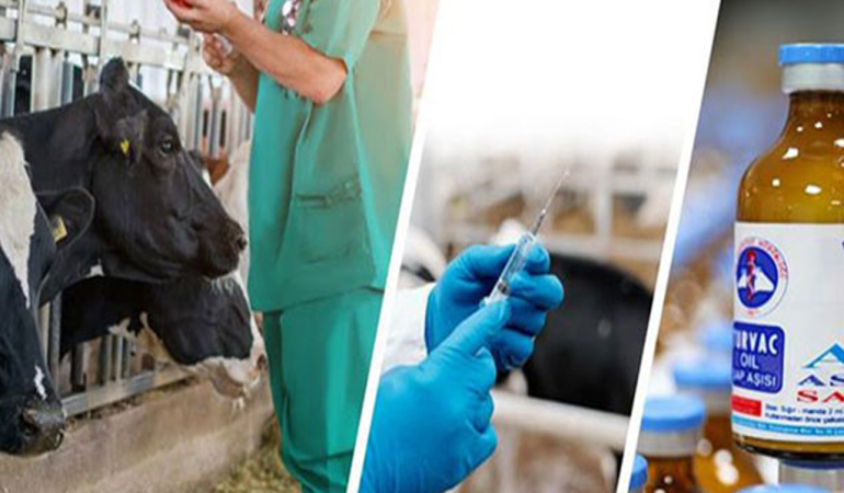 Şap hastalığı aşısı ile hayvanları korumak İçin Çalışmalar