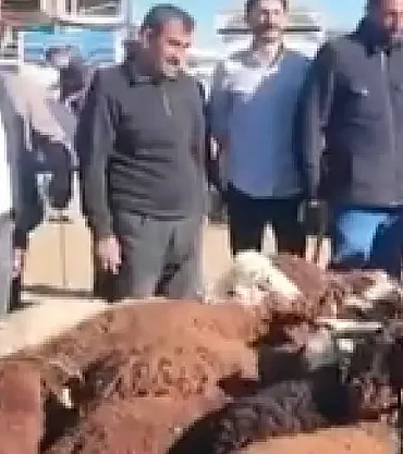 Patnos canlı hayvan borsası başkan taşkın ziyareti