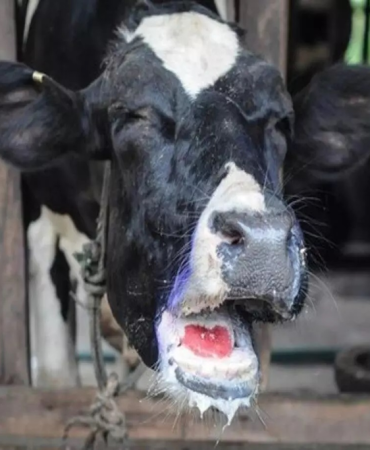 Şap hastalığı doğubayazıt'ta Çiftçilere bilgilendirme